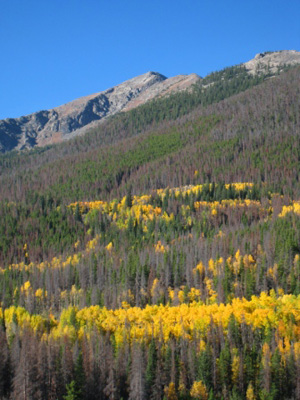Fall color