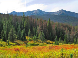 fall in the mountains of CO fall in the mountains of CO