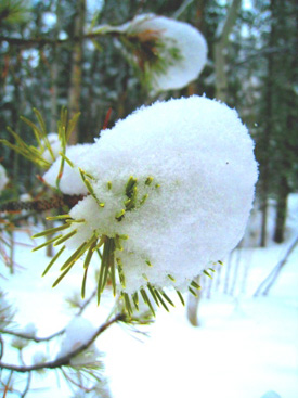 snow on pine tree