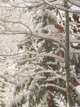 aspen with snow